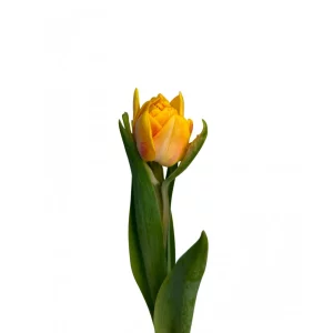 Tulppaani ”Kultainen lämpö”
