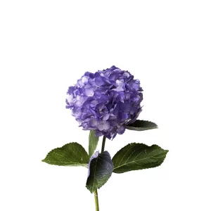 Hortensia ”Laventelin herkkyys”