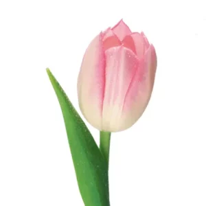 Tulppaanit "Kaksiväriset"